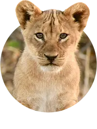 Animali